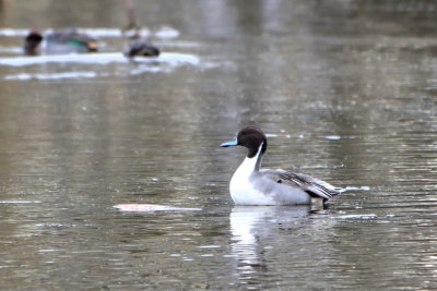 Canard pilet