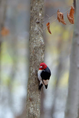 Pic  tte rouge