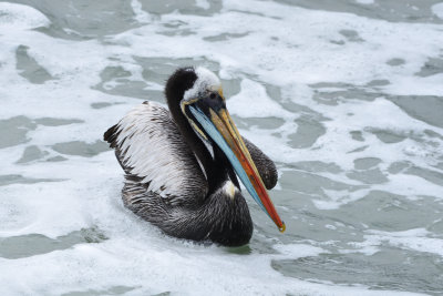 Plican thage - Peruvian Pelican