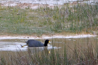 Foulque ardoise - Andean Coot