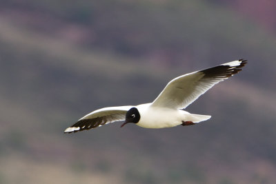 Mouette des Andes - Andean Gull