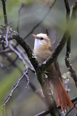 Synallaxe  calotte blanche - Creamy-crested Spinetail