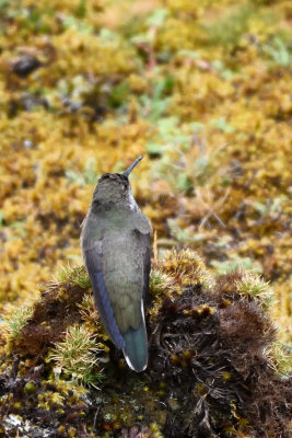 Colibri d'Estelle - Andean Hillstar
