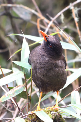 Merle géant - Giant Thrush