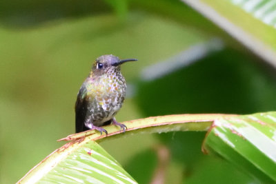 Colibri grivel - Many-spotted Hummingbird