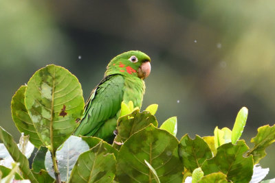 Conure pavouane - White-eyed Parakeet