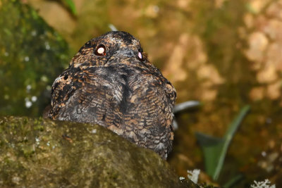 Engoulevent lyre - Lyre-tailed Nightjar