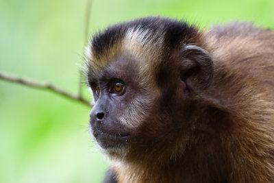 Singes et Mammifères