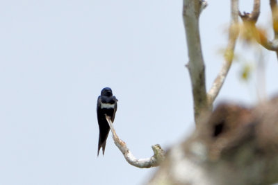 Hirondelle  ceinture blanche - White-banded Swallow