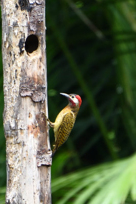 Pic de Cayenne - Spot-breasted Woodpecker