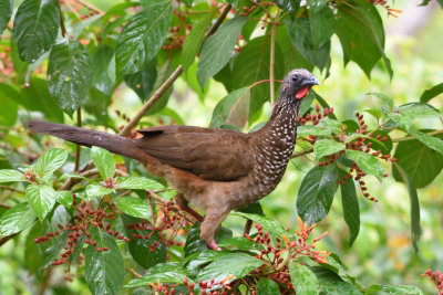 Ortalide maille - Speckled Chachalaca