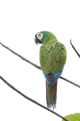 Ara vert - Chestnut-fronted Macaw