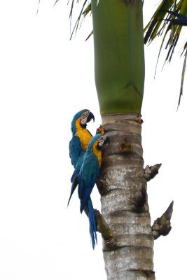 Ara bleu - Blue-and-Yellow Macaw
