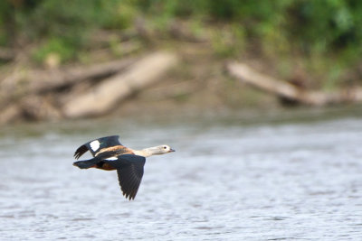 Ouette de l'Ornoque - Orinoco Goose