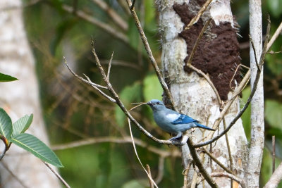 Tangara vque - Blue-gray Tanager