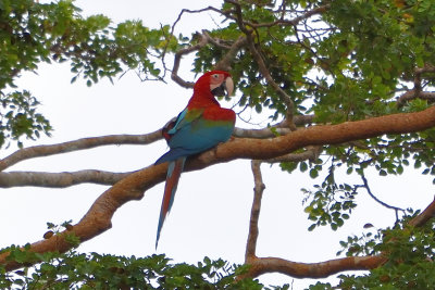 Ara chloroptre - Red-and-Green Macaw
