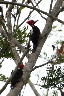Pic de Malherbe - Crimson-crested Woodpecker