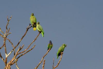Amazone poudre et Pione  tte bleue - Mealy Parrot and Blue-headed Parrot