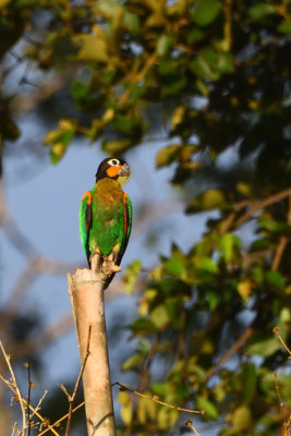Caque de Barraband - Orange-cheeked Parrot
