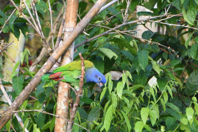 Pione  tte bleue - Blue-headed Parrot