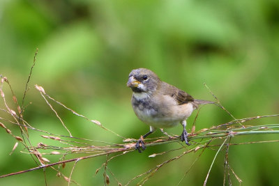 Sporophile  col double - Double-collared Seedeater