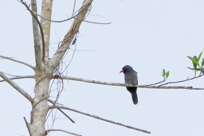 Barbacou  front blanc - White-fronted Nunbird