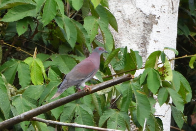 Pigeon rousset - Pale-vented Pigeon