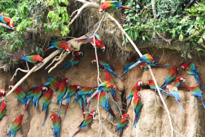 Ara chloroptre - Red-and-Green Macaw