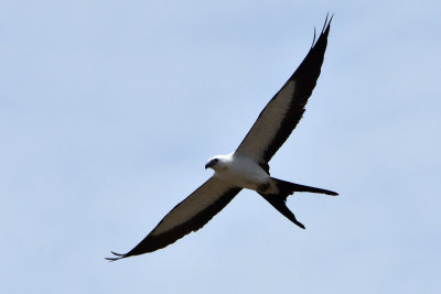 Milan  queue fourchue - Swallow-tailed Kite
