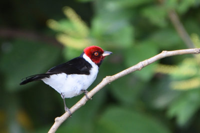 Paroare rougecap - Red-capped Cardinal