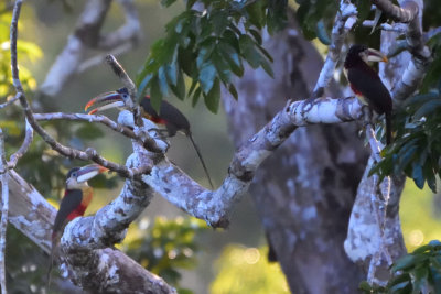 Araari de Beauharnais - Curl-crested Aracari