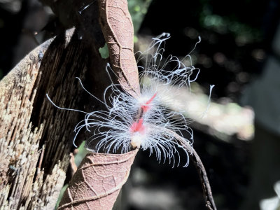 Insectes, papillons, reptiles et amphibiens