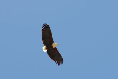 Pygargue vocifer - African Fish-Eagle