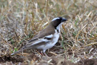 Mahali  sourcils blancs - White-browed Sparrow-Weaver