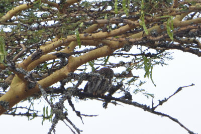 Chevêchette perlée - Pearl-spotted Owl