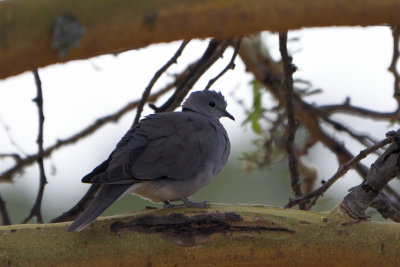Tourterelle du Cap - Ring-necked Dove