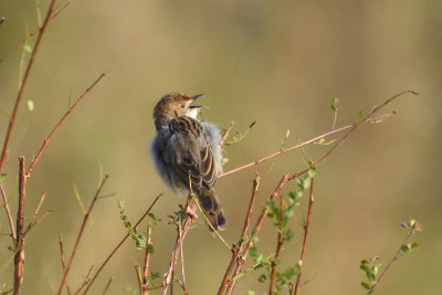 Cisticole grinante - Rattling Cisticola