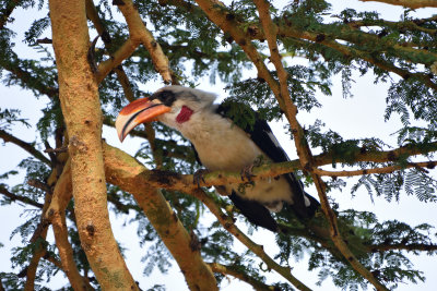 Calao de der Decken - Von der Decken Hornbill