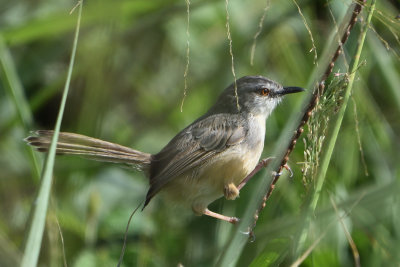 Prinia modeste - Tawny-flanked Prinia