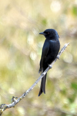Drongo brillant - Fork-tailed Drongo