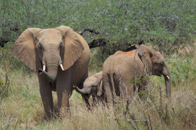 La Faune du Kenya