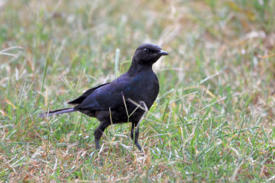 Choucador de Rüppell - Rüppell's Long-tailed Starling