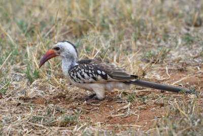 Calao  bec rouge - Red-billed Hornbill