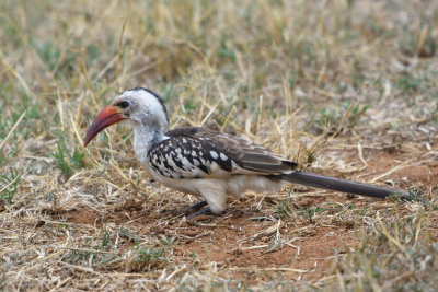 Calao à bec rouge - Red-billed Hornbill