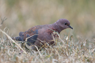 Tourterelle maille - Laughing Dove