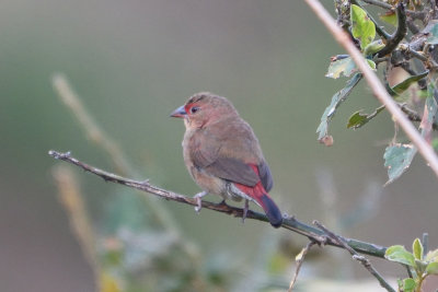 Amarante du Sénégal - Red-billed Firefinch
