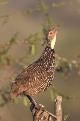 Francolin  cou jaune - Yellow-necked Francolin