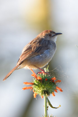Cisticole grinçante - Rattling Cisticola