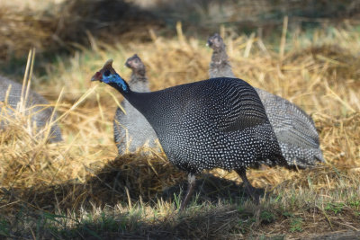 Pintade de Numidie - Helmeted Guineafowl