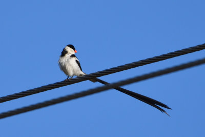 Veuve dominicaine - Pin-tailed Whydah